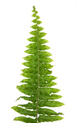 green leaves of fern isolated on white