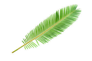 Cycads leaves on isolate white background.