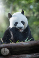 portrait of nice panda bear eating in summer environment