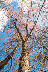 Himalaya cherry blossoms tree with the clear sky.