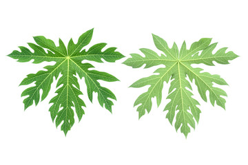Front and rear leaf Papaya isolated on white background