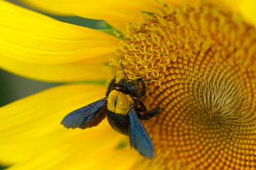 Bee on the yellow sunflowers.