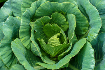 Obraz premium close-up of fresh cabbage in the vegetable garden