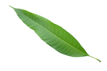 Obraz premium liście mango na białym tle