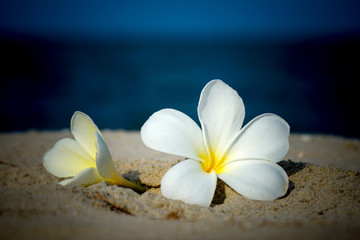 Frangipani flower in the morning on the beach.