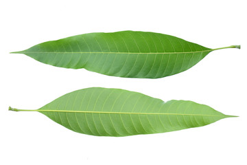 Obraz premium mango leaves isolated on white background