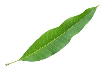 Fototapeta na wymiar mango leaves isolated on white background
