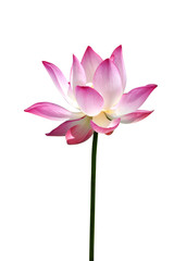 Lotus flower, Thailand.
