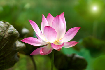 Lotus flower, Thailand.