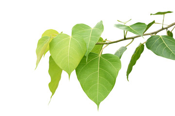 Bodhi or Peepal Leaf from the Bodhi tree, Sacred Tree for Hindus and Buddhist.On white background