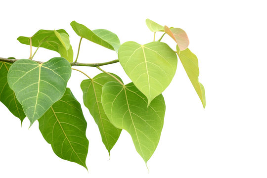 Bodhi or Peepal Leaf from the Bodhi tree, Sacred Tree for Hindus and Buddhist.On white background