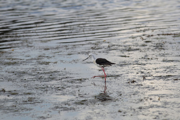 Sandpiper, who keeps balance on one leg