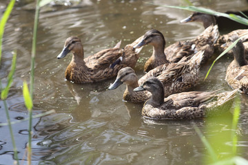 A flock of ducks, which floats from the cane
