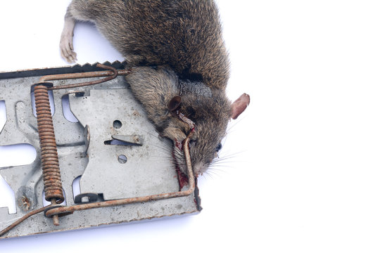 Dead mouse in a mousetrap on a white background