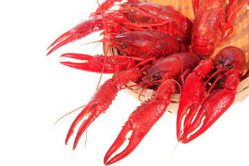 Crawfish, white background, close-up