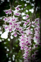 Obraz na płótnie Canvas Beautiful wild flower orchid,Flower orchid Scientific name is De