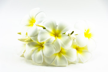 Plumeria flower isolated on white background.The national flower of Laos
