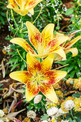 Yellow lily in the garden.