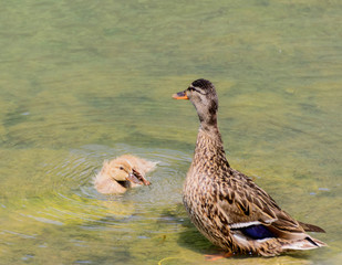 Ente und Kücken im Wasser