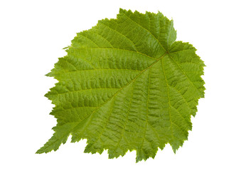 Hazelnut leaf on white
