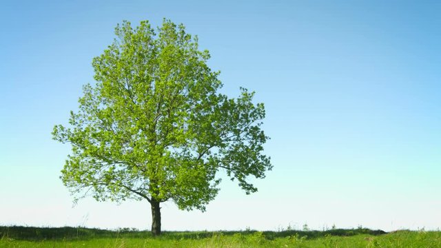 UHD video - Lonely big tree in a field on sky background