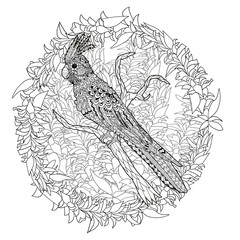 Obraz premium Parrot corella on the branch.