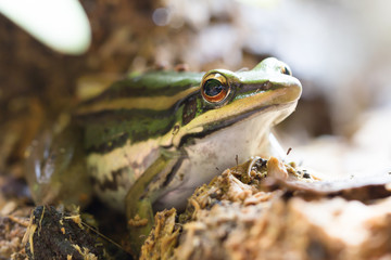 Frog in natural environment