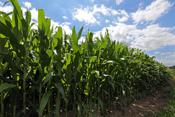 Obraz premium Maisfeld