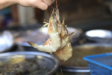 Fresh shrimp