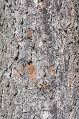 Fichte, Picea, Rinde, Fichtenrinde