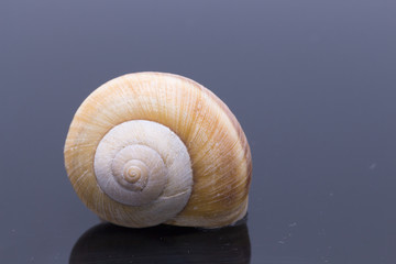 Snail close-up