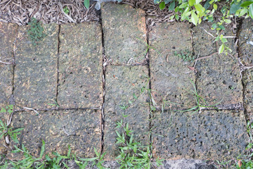 plants growing between concrete pavement