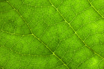 Leaf Texture./ Leaf Texture.