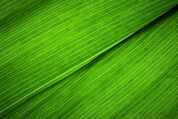 Leaf Texture./ Leaf Texture.