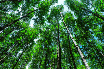 The mangrove trees in mangrove forest at Tungprogthong, Rayong, Thailand.
