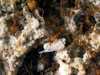 Acromyrmex. Mushroom. Ant ant bear doll. Life in an ant hill. Photographed through the glass ant farm