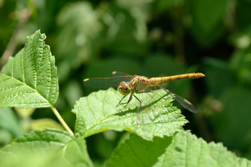 dragonfly