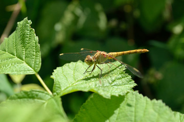 dragonfly