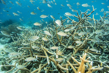 Fototapeta na wymiar Unterwasser - Riff - Fisch - Koralle - Hirschgeweihkoralle - Tauchen - Curacao - Karibik
