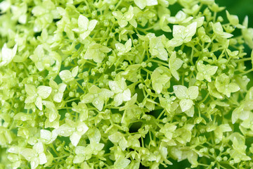 Background of green hydrangea flowers