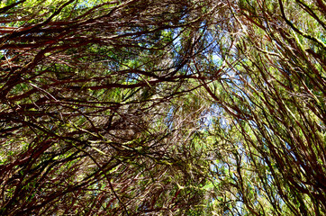 Laurel forest in Anaga National Park, Tenerife,Canary Islands,Spain.