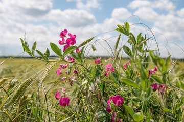 Rosa Futterwicken im Getreidefeld - Vicia sativa