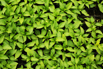 Fototapeta premium Young plants background