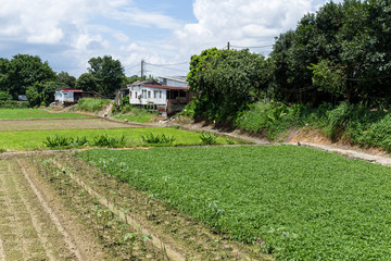 Green meadow