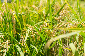 Paddy rice field