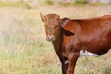 Fototapeta premium Calf in a meadow
