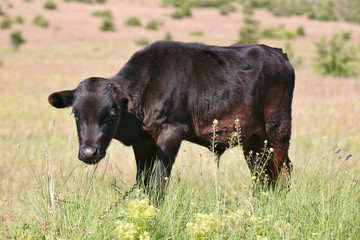 Calf in a meadow