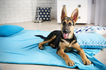 Cute dog shepherd relaxing on pillows