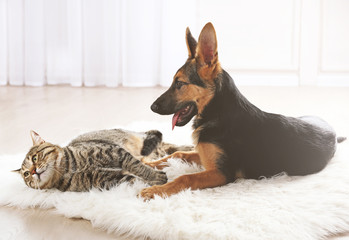 Cute cat and funny dog on carpet
