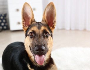 Portrait of cute dog shepherd